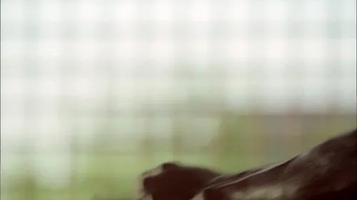 Prison Break S03E03 – Call Waiting Download Episode Poster